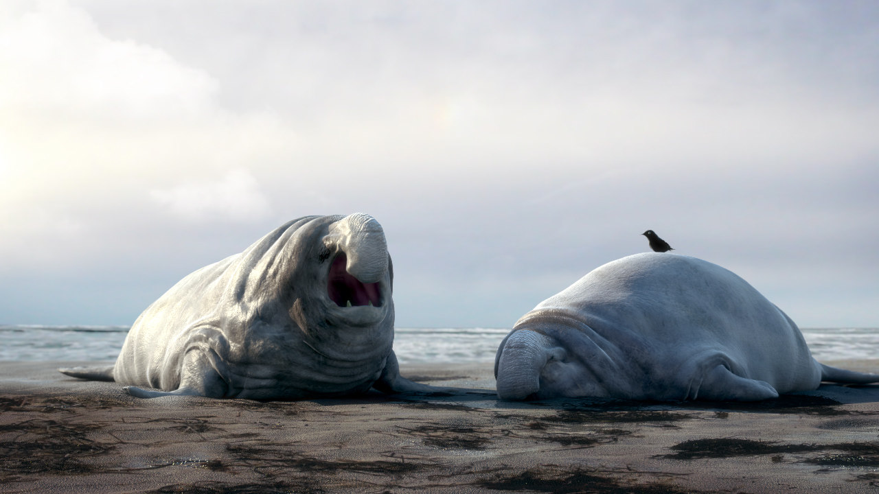 Pinnipeds